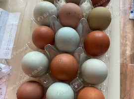 Rainbow basket of fertile eggs for sale in Barking and Dagenham