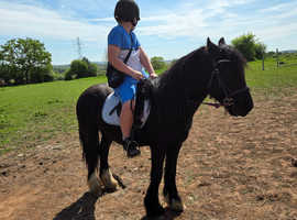 Storm 5 year old gelding