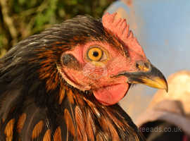 Lavender Brahma Roosters in Crumlin on Freeads Classifieds