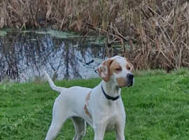 English Pointer Boy 7mths