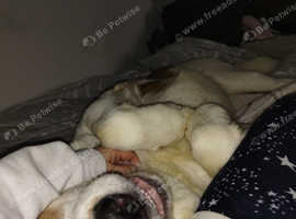 14 month old male alabai for rehoming