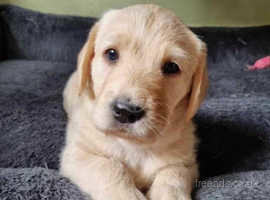 F1 Labradoodle puppies, gorgeous pups, pure breed KC registered parents with great family history