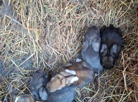 Flemish giant rabbits