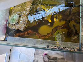 Mississippi map turtles