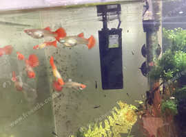 Koi guppies true strain,