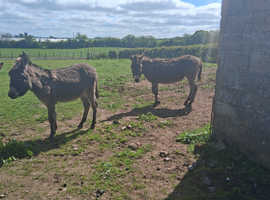 She donkey and jack donkey for sale