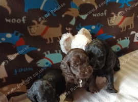 F1 SHOW TYPE COCKAPOO BOYS FROM 5* LICENCED BREEDER