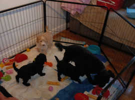 Cockerpoo x poodle f2  puppys  available