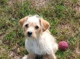 Golden Male Jack-A-Poo Puppy