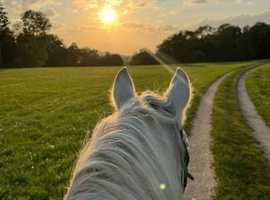 looking for a gelding around 6 years old to 10 years old