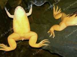 Pair Of Albino African Clawed Frogs.