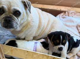 Jug puppies