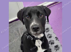ROTTWEILER/DALMATIAN 6 month male