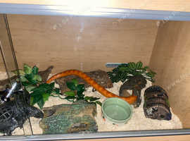 Corn snake with full set up