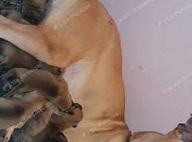 Bull/greyhound lurcher