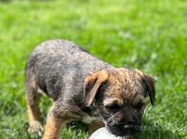 *Only 2 gorgeous boys left now *Beautiful Border Terrier Puppies for Sale