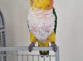 Silly Tame DNA Sexed Male Yellow Thighed Caique