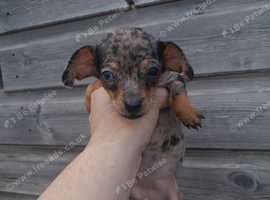 Miniature dachshund