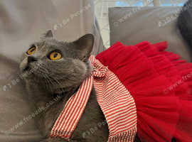 British shorthair