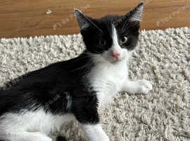 10 Week Old Male Kitten For Sale