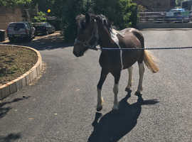 Lovely 2 year old filly for sale