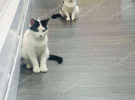 Kittens for sale