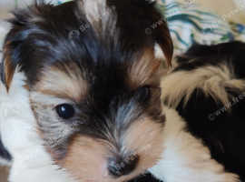 Parti coloured Biewer terrier pups