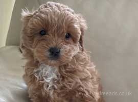 Shih poo puppies 1 girl and 1 boy left