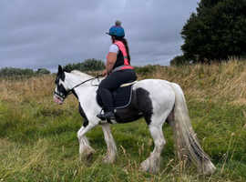 15.3 cob