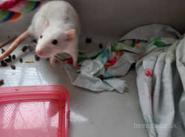 1 x 6 month old female rat