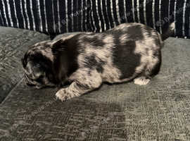 4 beautiful blue merle jugs