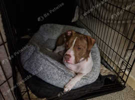 Female dog for sale