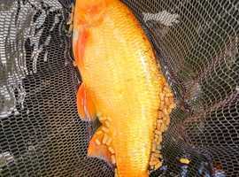 Orange tench