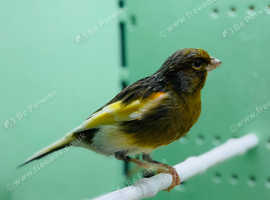 Canaries
