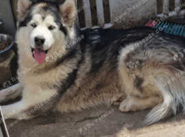 Beautiful  female bi eyed alaskan  malamute
