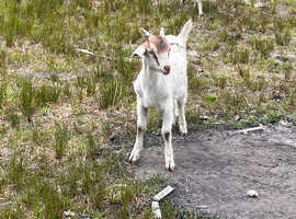 Billy goat kid