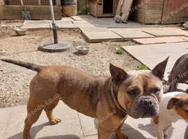 American pocket bully