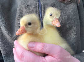 Embden goslings for sale