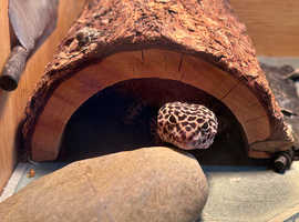 Leopard gecko for sale