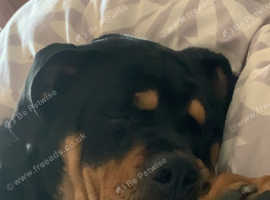 Old thme bulldogge x Rottweiler