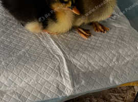 Newly hatched runner ducklings, unsexed