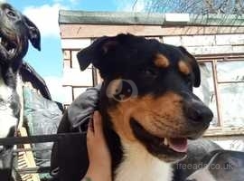 Husky Cross Rottweiler 1 Year Old in Sutton In Ashfield on Freeads ...