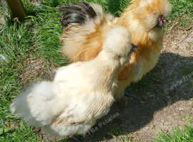 Unrelated pair of lemon/ gold Silkies