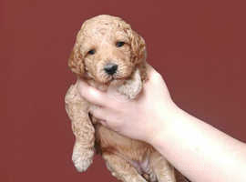 8 Golden doodles waiting for their 5* home