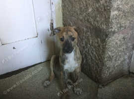 Lurcher Dogs And Puppies For Sale And Rehome In Plymouth Find