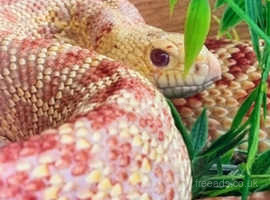 OMG Beautiful Albino Bull Snake