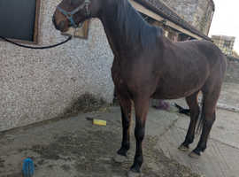 Standardbred bay mare