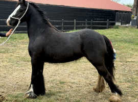 Stunning cob mare