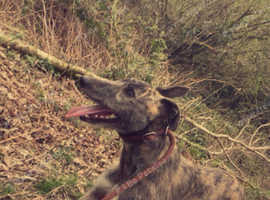 Deerhound greyhound bitch