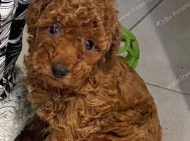 Beautiful Toy poodles